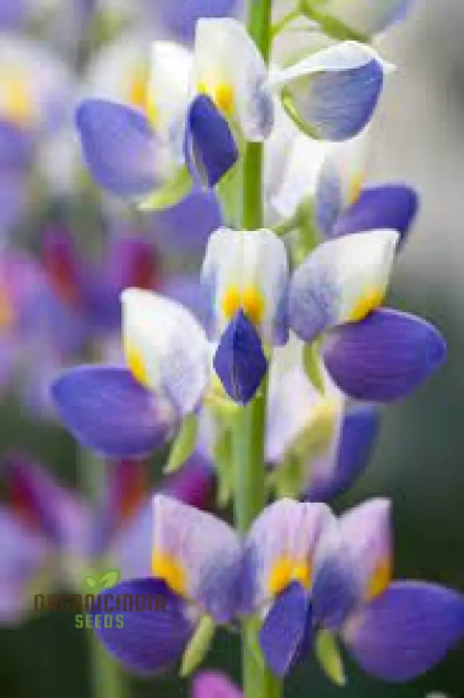 Lupin Sunrise Seeds: Enhance Your Garden With Vibrant Flowers - Premium Quality For Successful