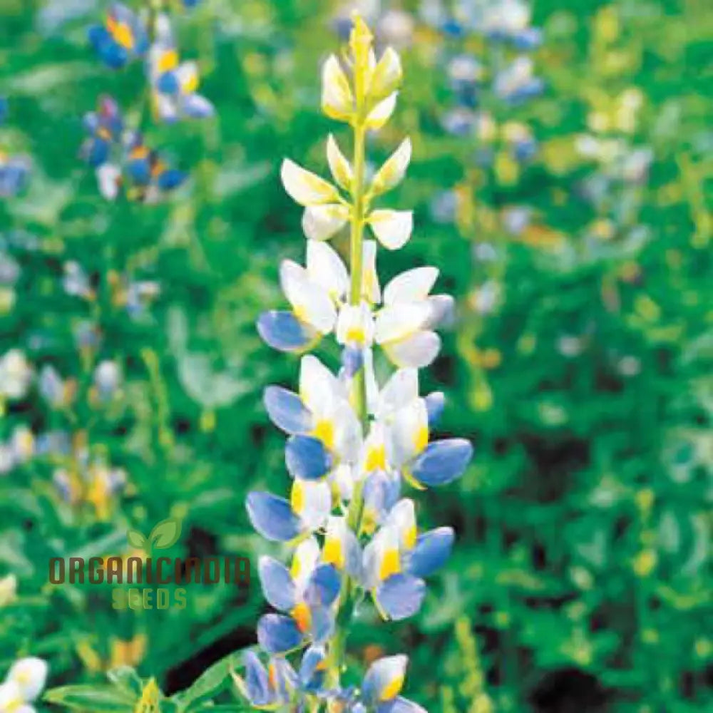 Lupin Sunrise Seeds: Enhance Your Garden With Vibrant Flowers - Premium Quality For Successful