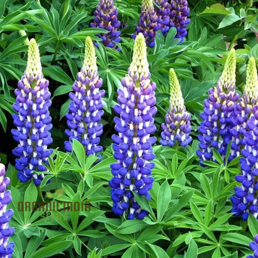 Lupini Beans Flower Seeds Beautiful Blooms & Nutritious High-Quality Annuals