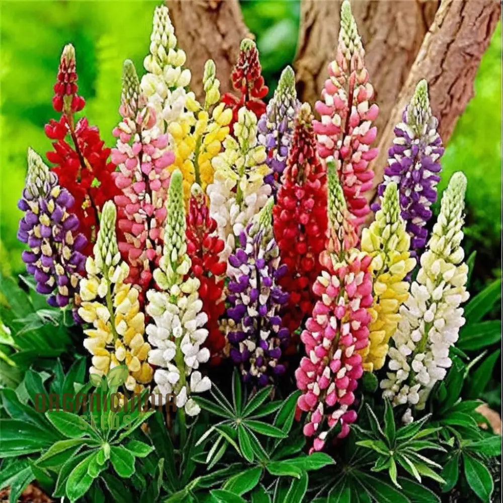 Lupini Beans Flower Seeds Beautiful Blooms & Nutritious High-Quality Annuals