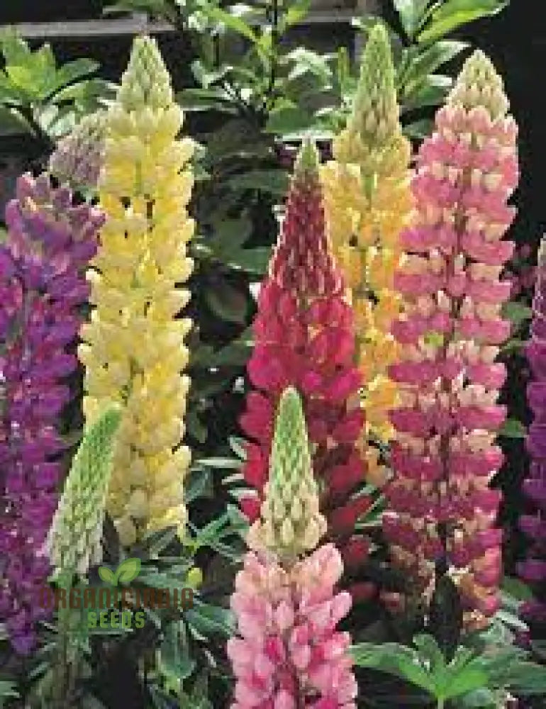 Lupinus Kaleidoscope Collection Flower Seeds For Planting Premium Quality Gardening Seeds