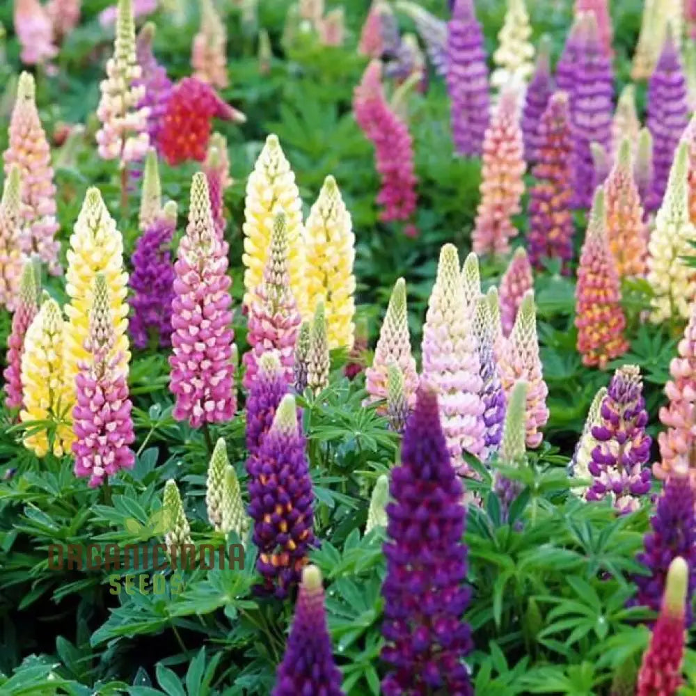 Lupinus Kaleidoscope Collection Flower Seeds For Planting Premium Quality Gardening Seeds