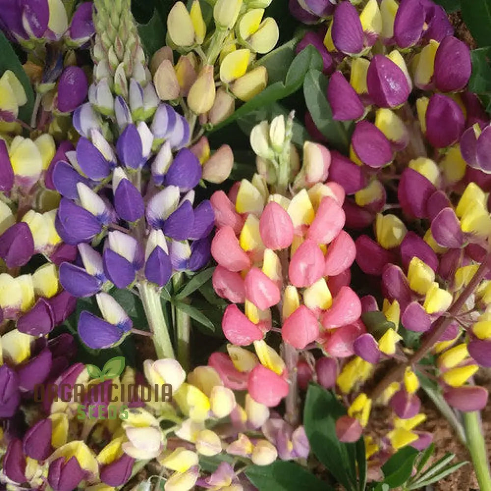 Lupinus Kaleidoscope Collection Flower Seeds For Planting Premium Quality Gardening Seeds