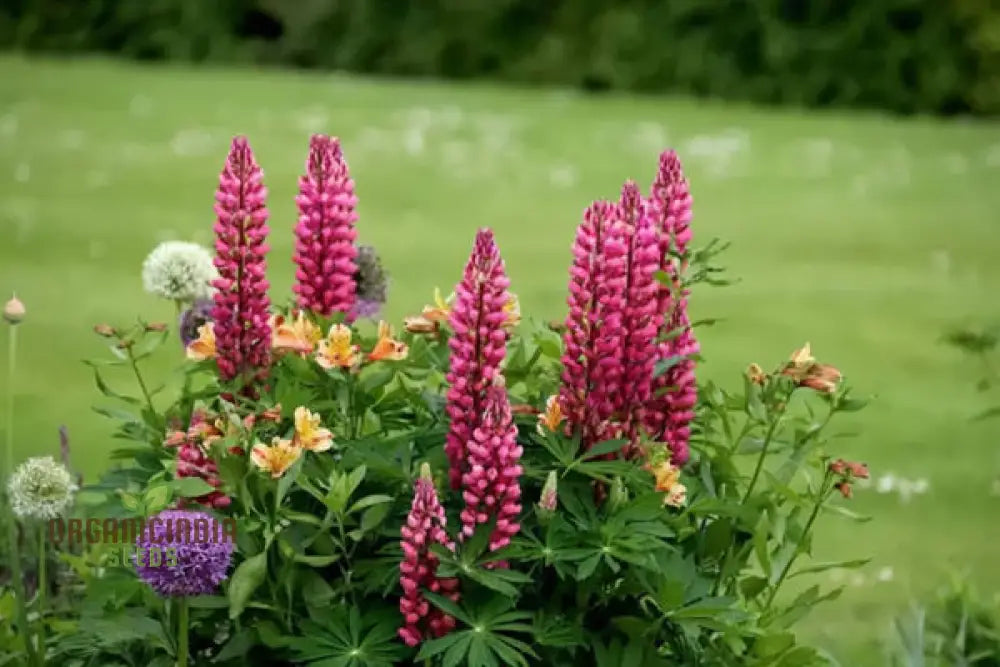 Lupinus Nootkatensis Flower Seeds Stunning Garden Blooms Easy-To-Grow Lupine Perennials