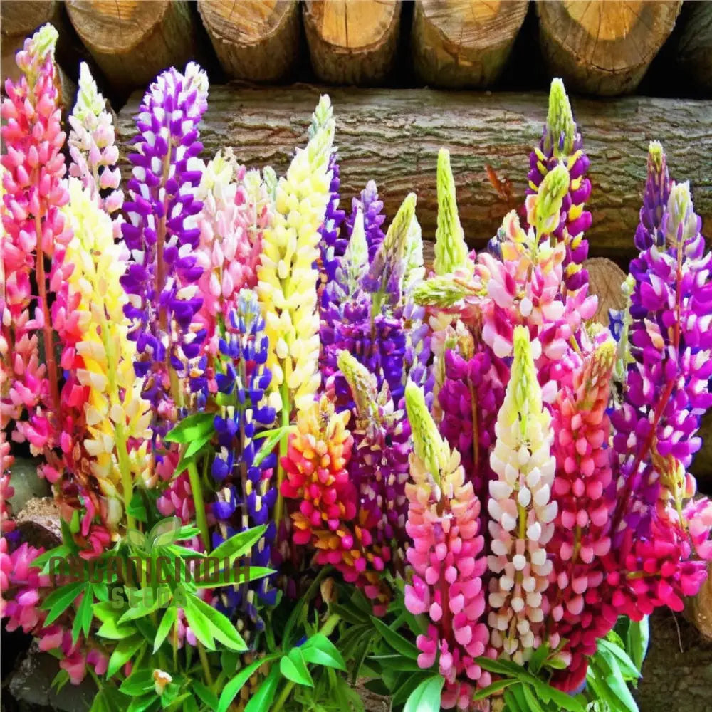 Lupinus Nootkatensis Flower Seeds Stunning Garden Blooms Easy-To-Grow Lupine Perennials