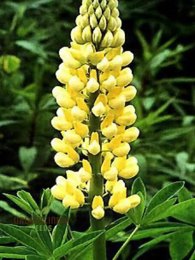 ’Lupinus X Russellii ’Chandelier’ Flower Seeds Radiant And Beautiful Garden Premium Quality