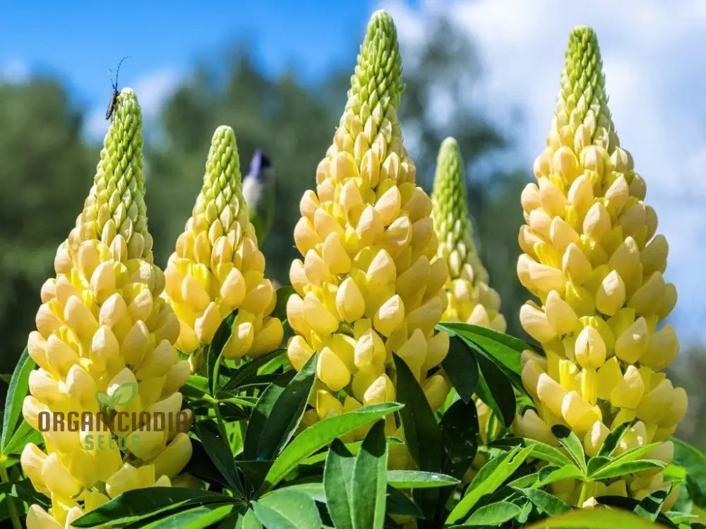 ’Lupinus X Russellii ’Chandelier’ Flower Seeds Radiant And Beautiful Garden Premium Quality