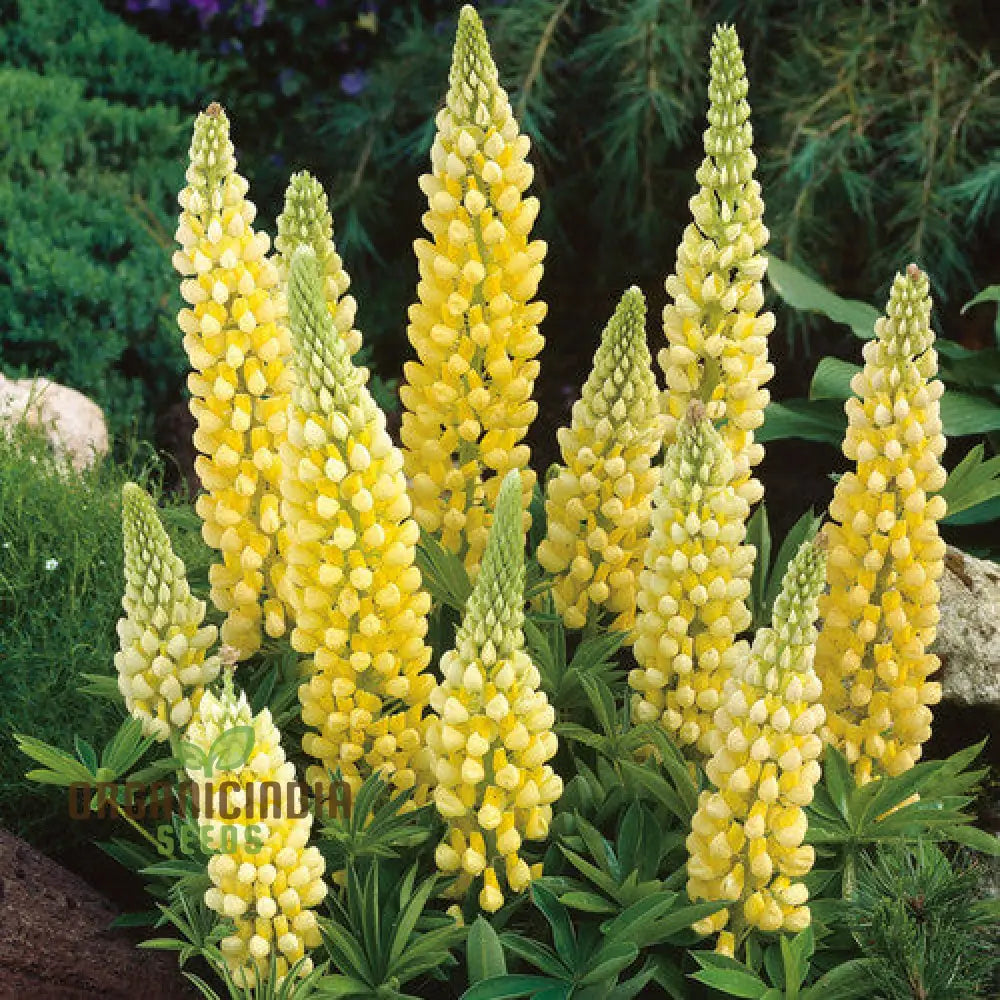 ’Lupinus X Russellii ’Chandelier’ Flower Seeds Radiant And Beautiful Garden Premium Quality