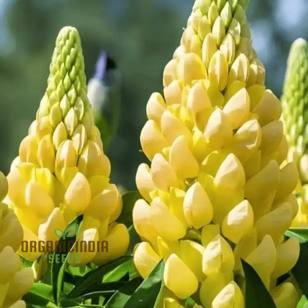 ’Lupinus X Russellii ’Chandelier’ Flower Seeds Radiant And Beautiful Garden Premium Quality