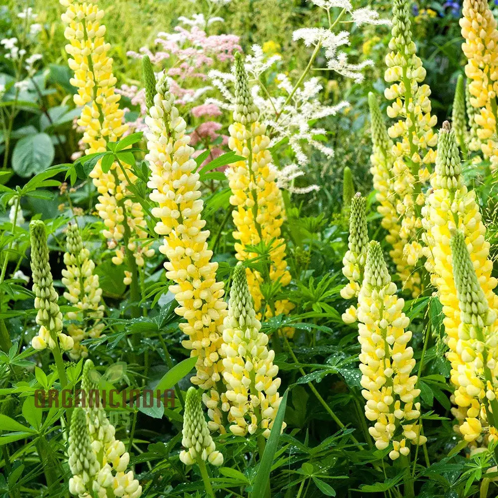 ’Lupinus X Russellii ’Chandelier’ Flower Seeds Radiant And Beautiful Garden Premium Quality