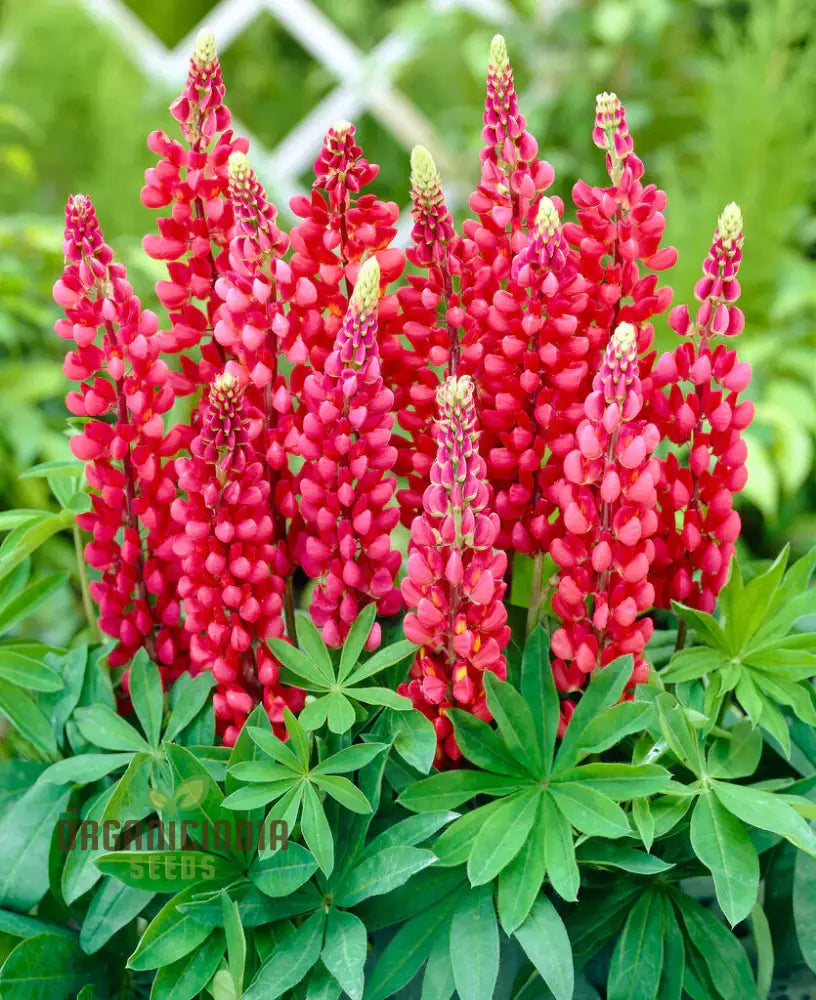 Lupinus X Russellii â€™My Castleâ€™ Flower Seeds Majestic Addition To Your Garden Premium Quality