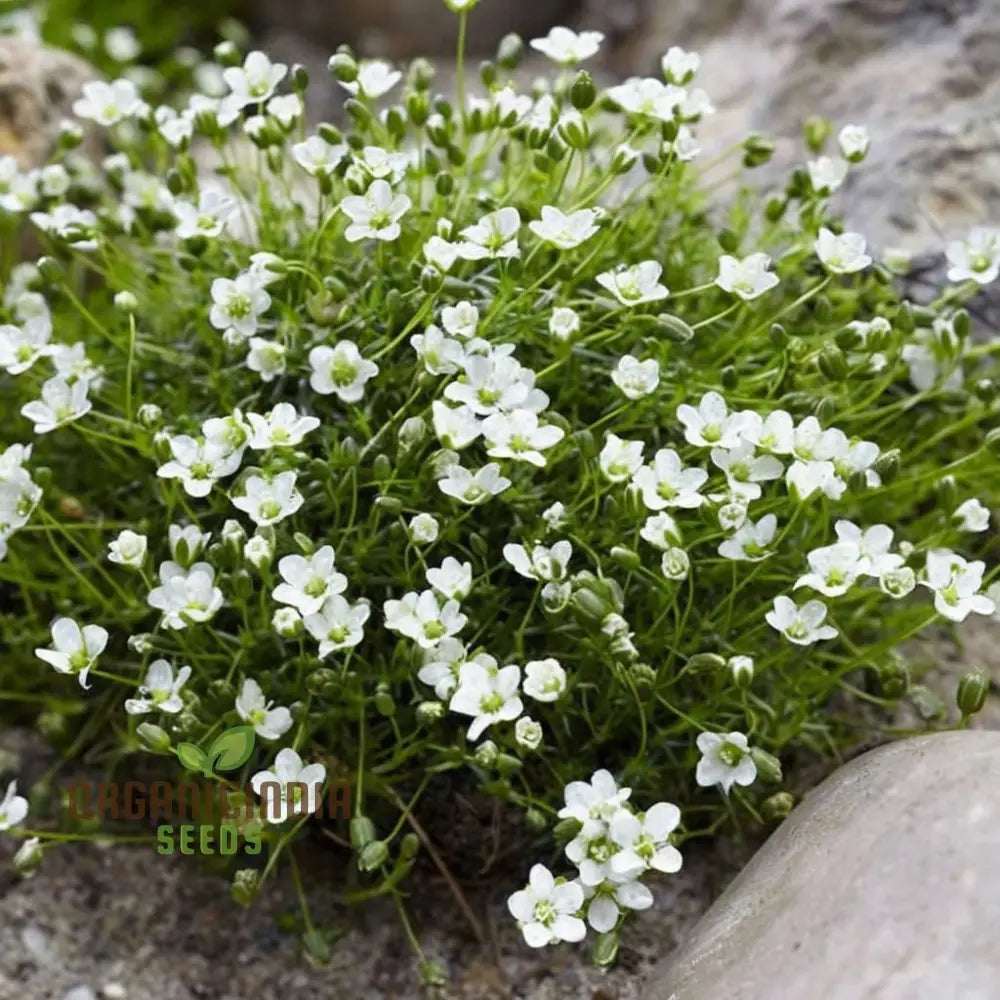 Lush Green Ground Cover Irish Moss Planting Flower Seeds - Perfect For And Gardening To Enhance