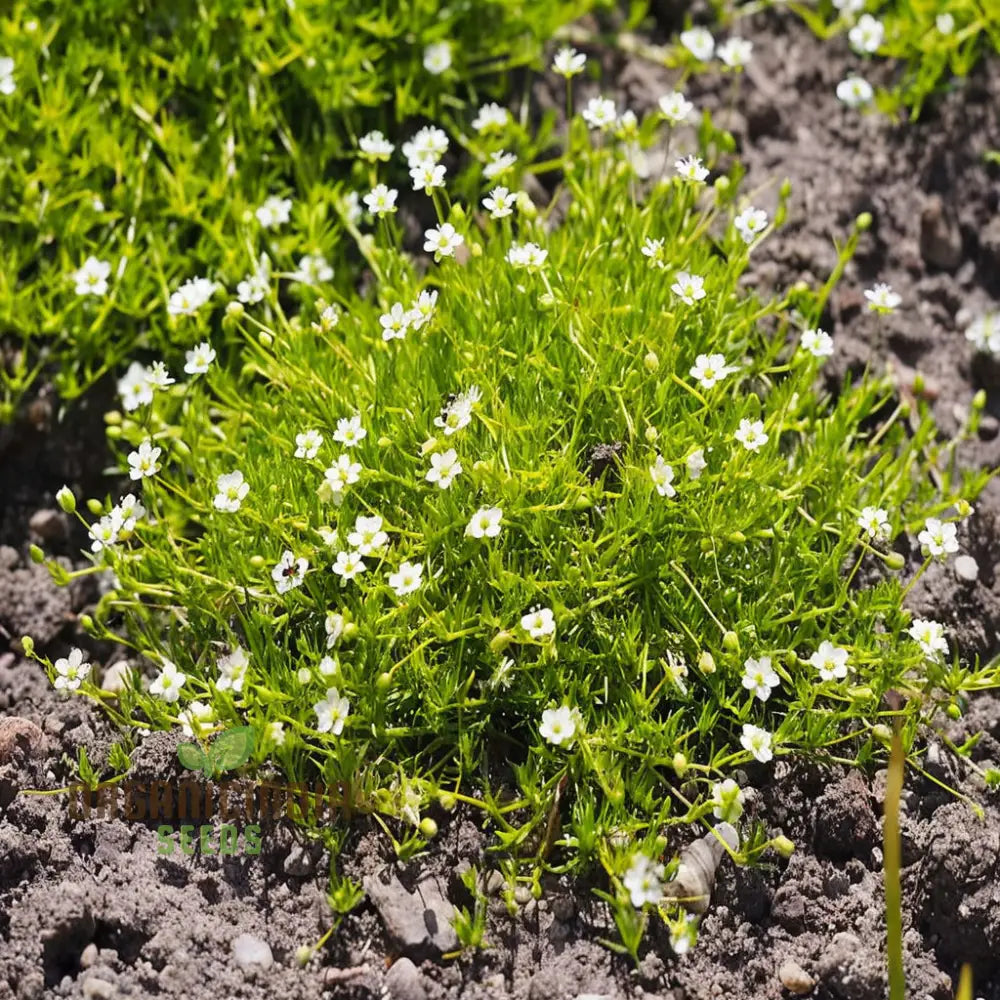 Lush Green Ground Cover Irish Moss Planting Flower Seeds - Perfect For And Gardening To Enhance