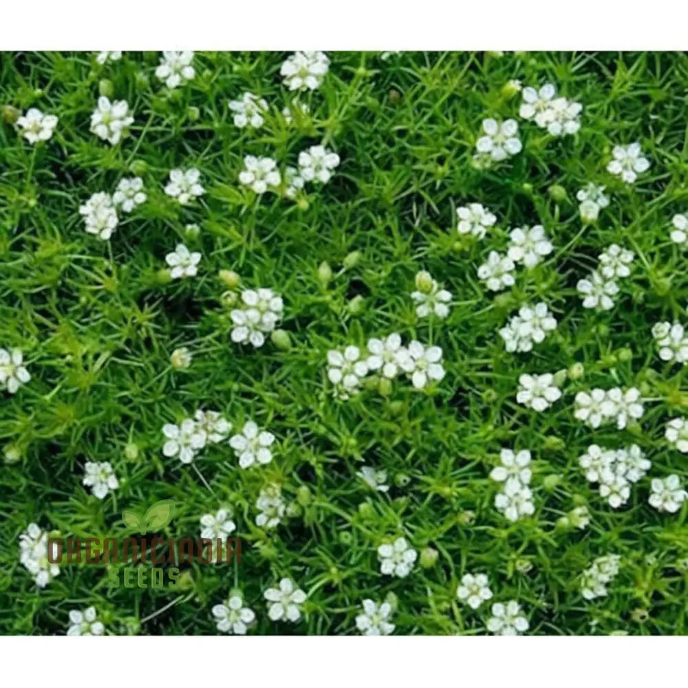 Lush Green Ground Cover Irish Moss Planting Flower Seeds - Perfect For And Gardening To Enhance