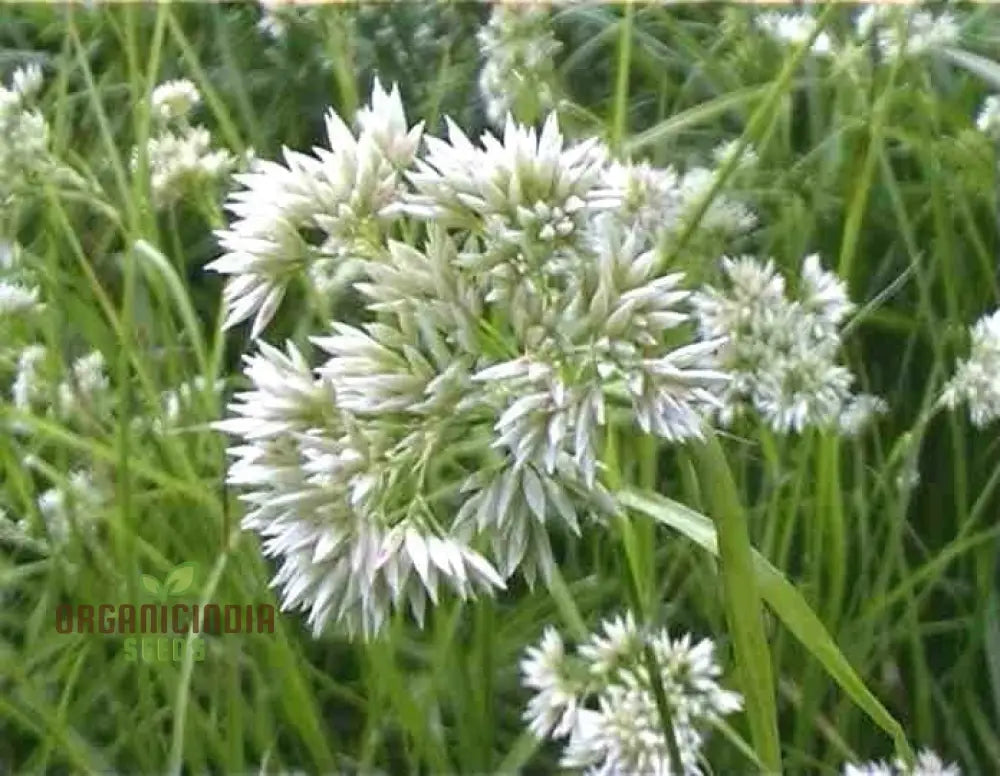 Luzula Nivea Flower Seeds Elegant And Graceful Your Garden Premium Quality Gardening Seeds