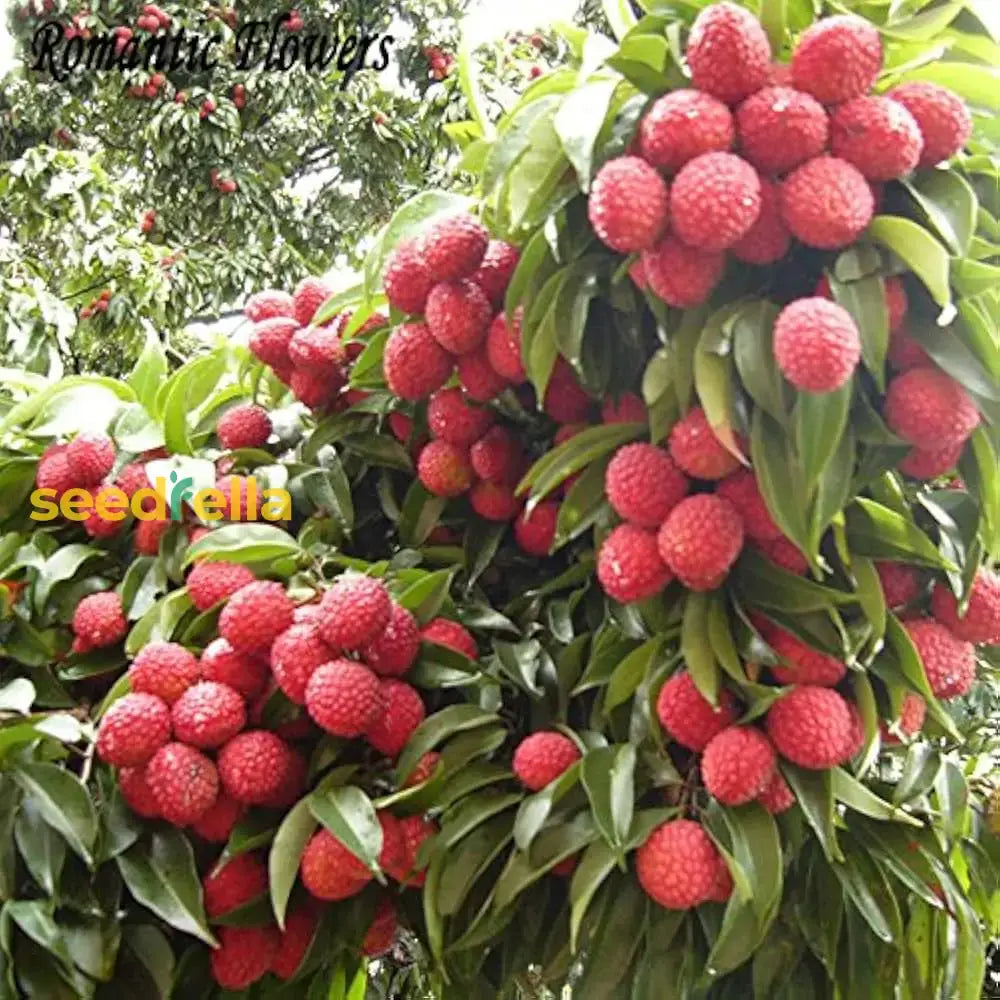 Lychee Fruit Seeds For Easy Planting