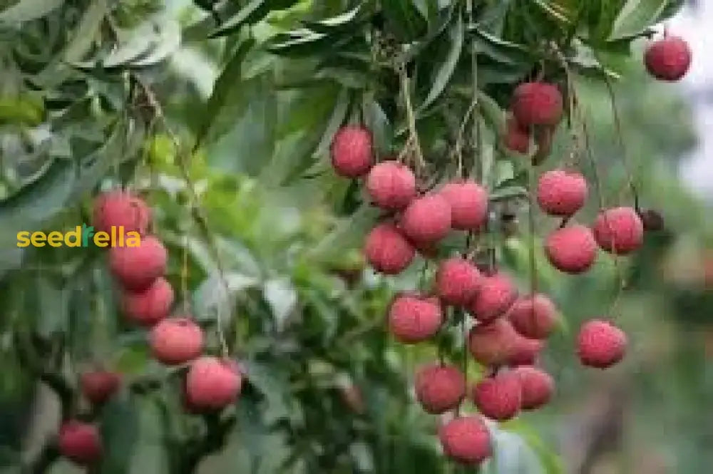 Lychee Fruit Seeds For Easy Planting