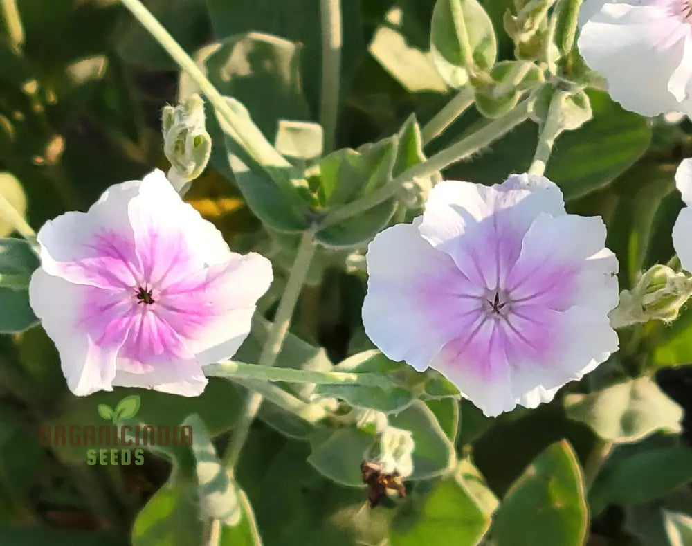 Lychnis Coronaria â€™Angelâ€™s Blushâ€™ Flower Seeds Delicate And Unique Garden Blooms Premium For