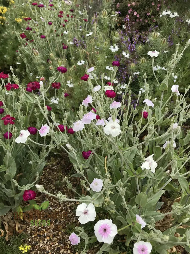 Lychnis Coronaria â€™Angelâ€™s Blushâ€™ Flower Seeds Delicate And Unique Garden Blooms Premium For