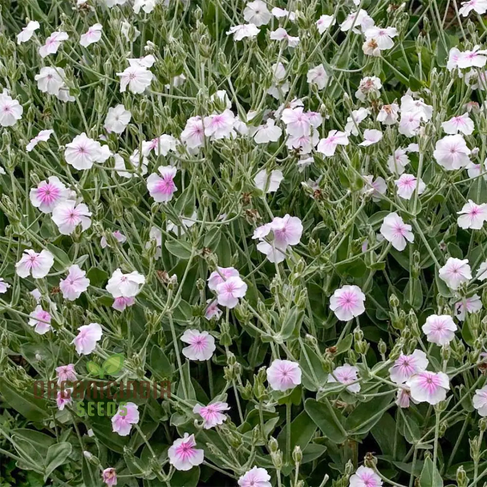 Lychnis Coronaria â€™Angelâ€™s Blushâ€™ Flower Seeds Delicate And Unique Garden Blooms Premium For