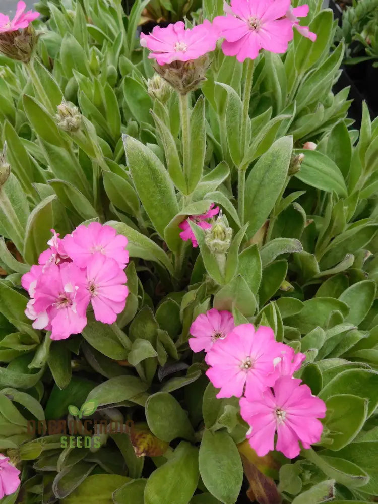 Lychnis Flos-Jovis Flower Seeds For Planting Premium Gardening Seeds