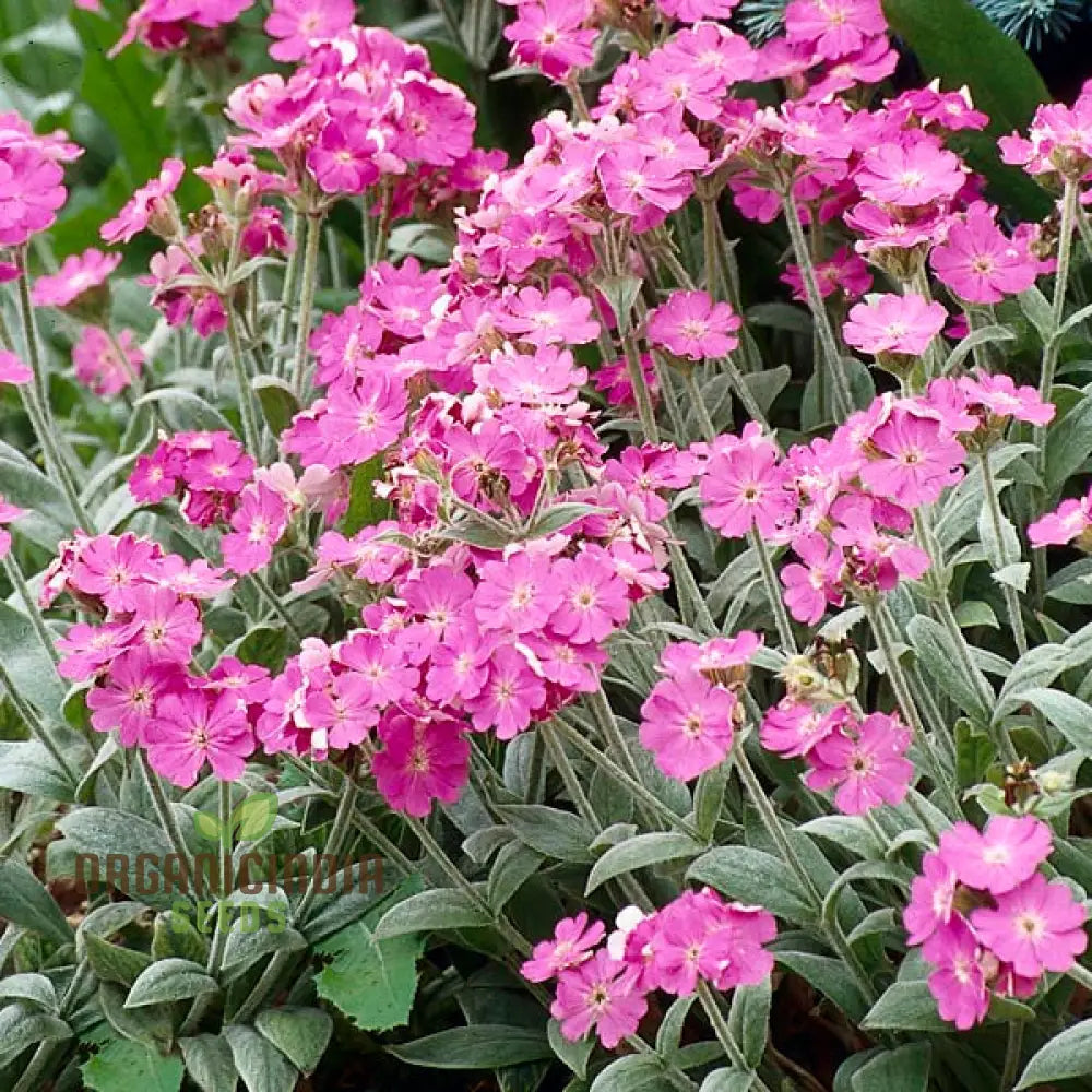 Lychnis Flos-Jovis Flower Seeds For Planting Premium Gardening Seeds