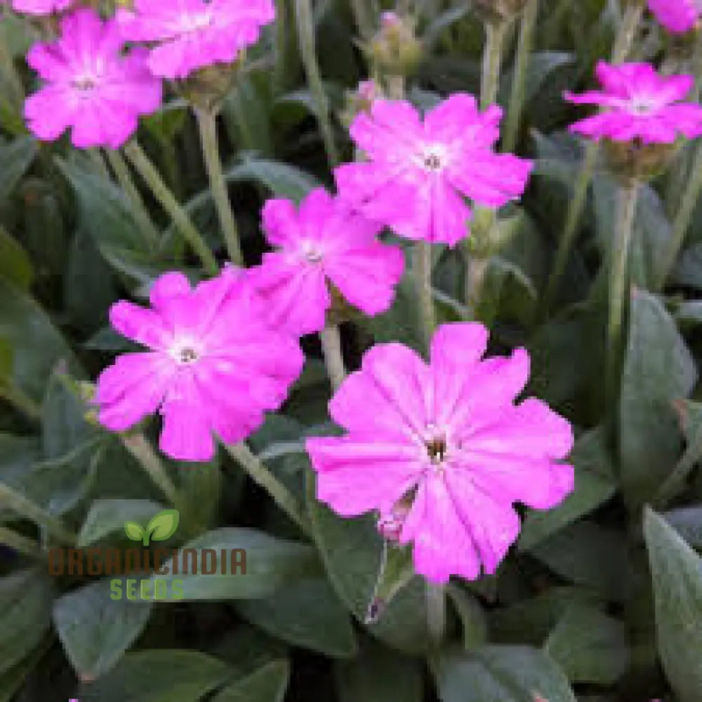 Lychnis Flos-Jovis Flower Seeds For Planting Premium Gardening Seeds