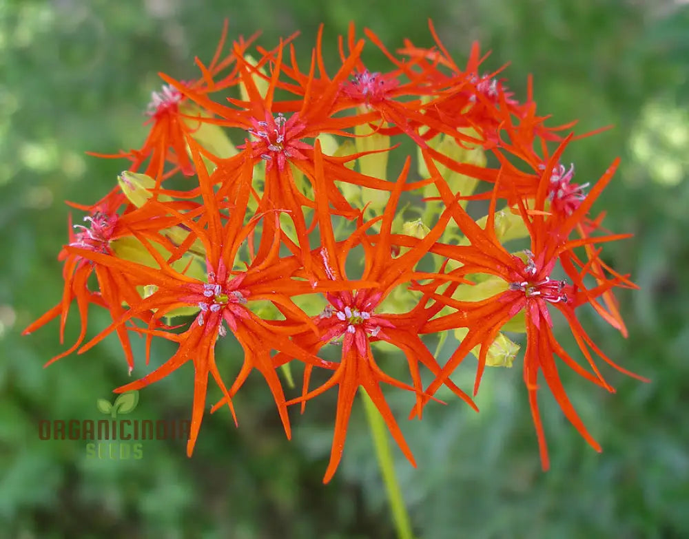 Lychnis Wilfordii Flower Seeds Rare And Elegant Garden Addition Premium For Gardening Seeds