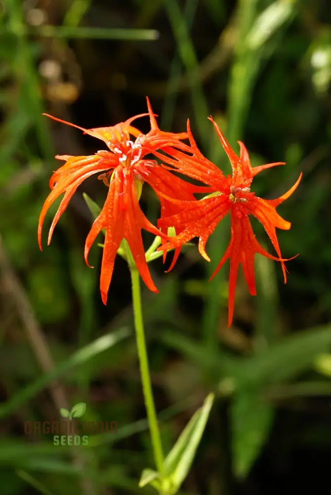 Lychnis Wilfordii Flower Seeds Rare And Elegant Garden Addition Premium For Gardening Seeds