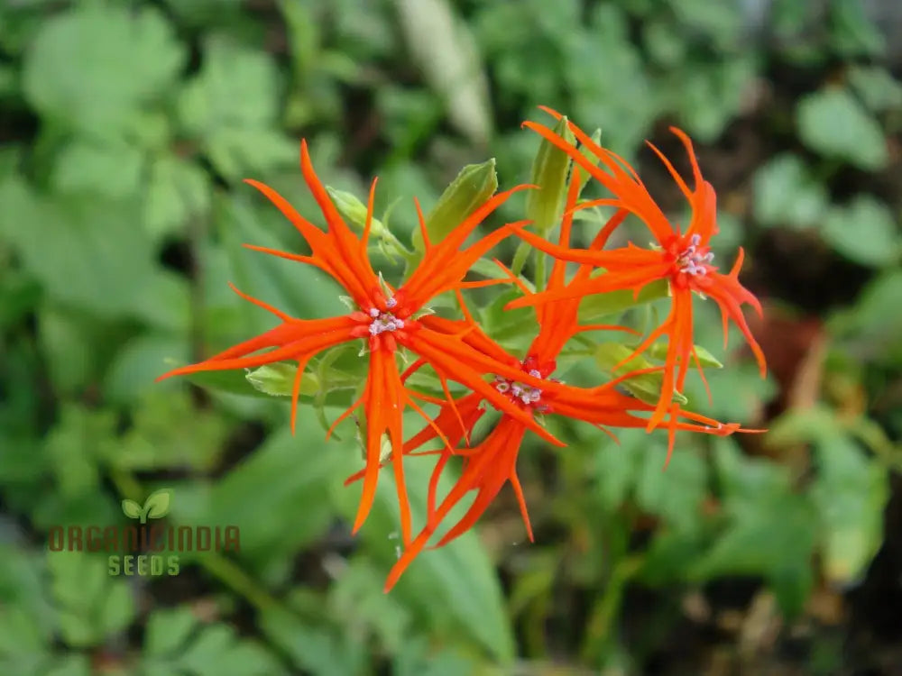 Lychnis Wilfordii Flower Seeds Rare And Elegant Garden Addition Premium For Gardening Seeds