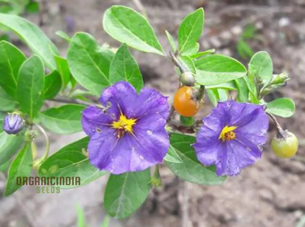 Lycianthes Lycoides Flower Seeds Exotic And Rare Garden Blooms Premium For Gardening Seeds