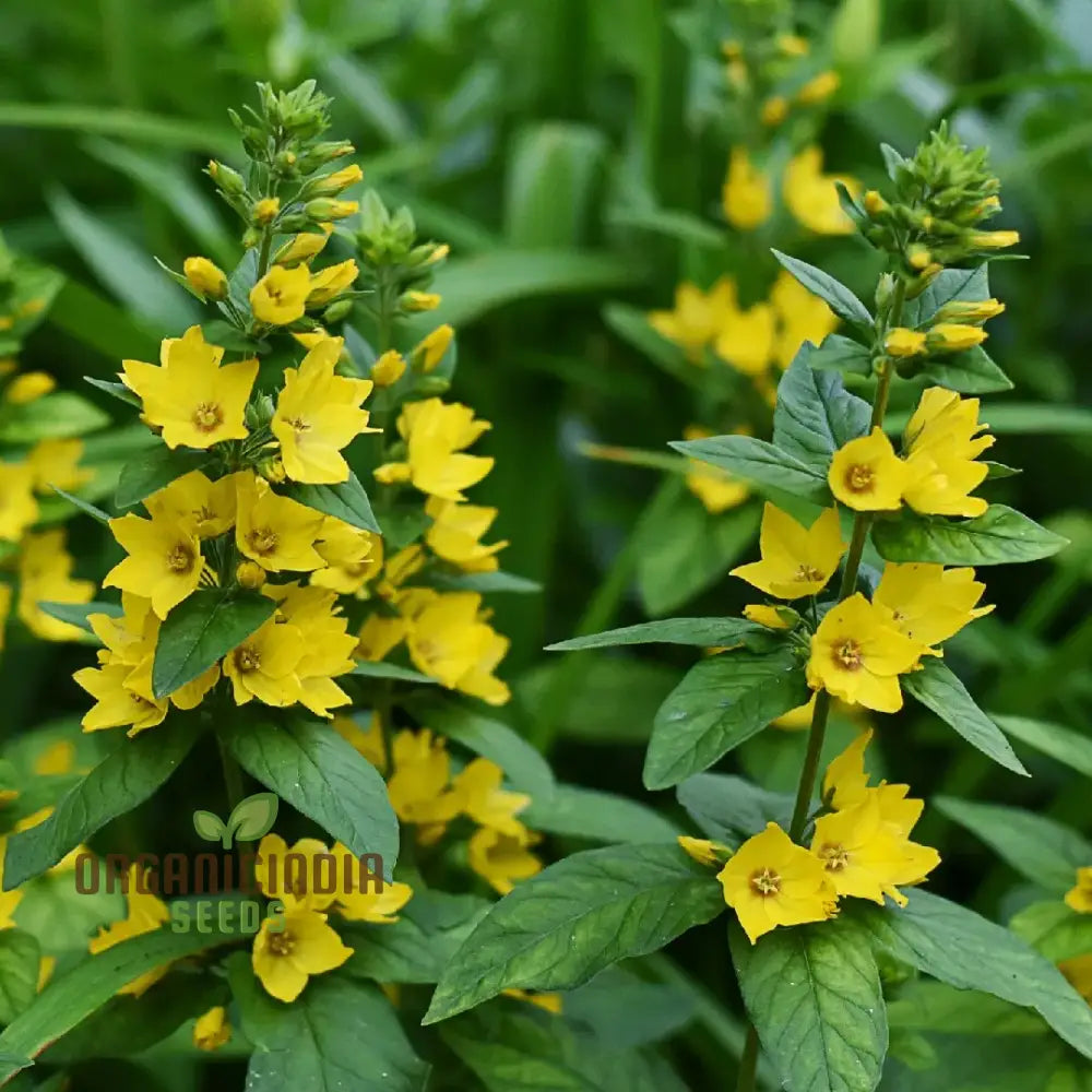 Lysimachia Punctata Flower Seeds Vibrant And Hardy Garden Blooms Premium For Gardening Seeds