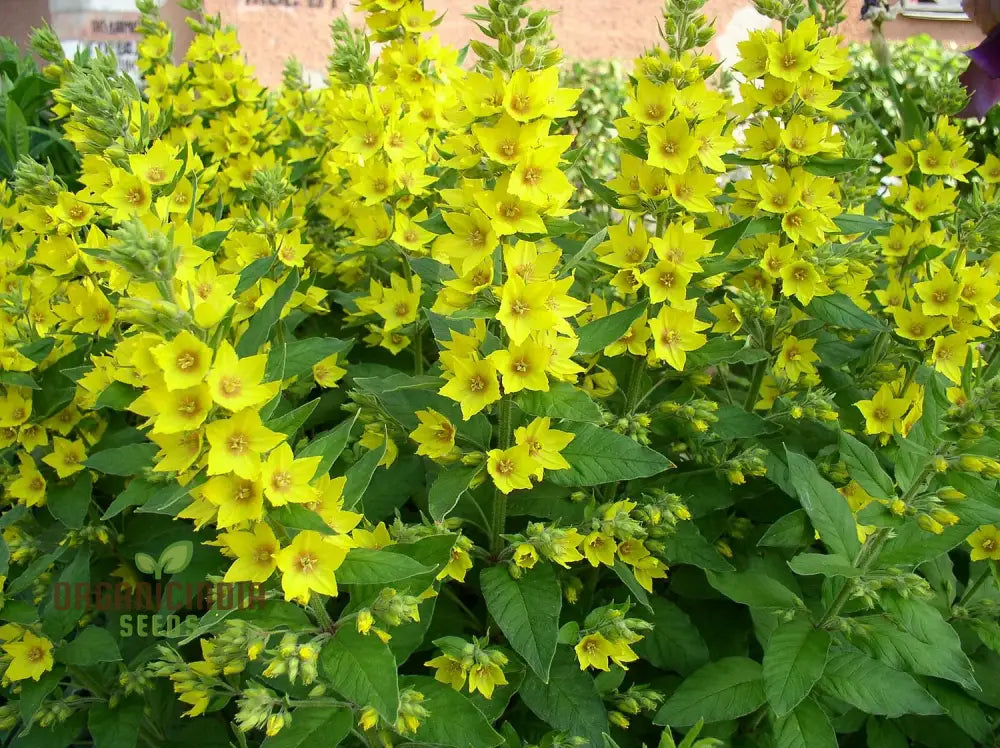 Lysimachia Punctata Flower Seeds Vibrant And Hardy Garden Blooms Premium For Gardening Seeds