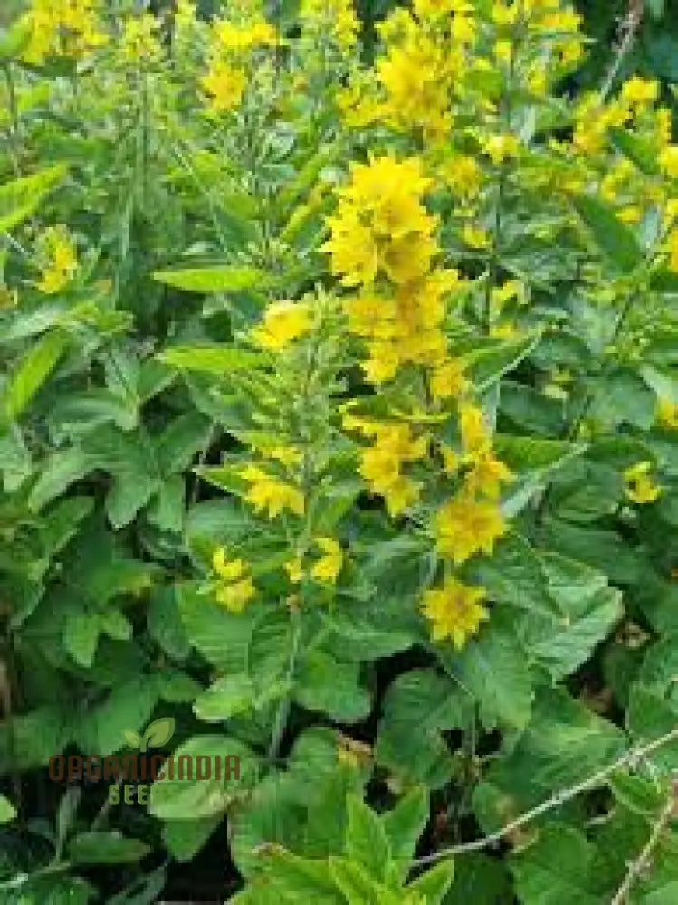 Lysimachia Punctata Flower Seeds Vibrant And Hardy Garden Blooms Premium For Gardening Seeds