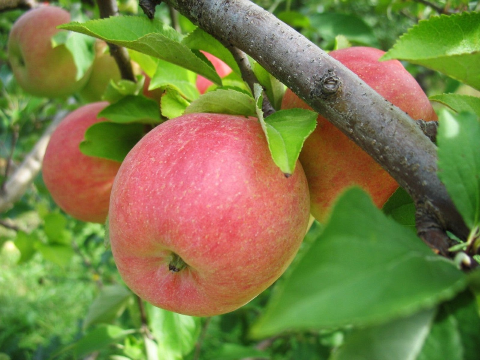 Gala Apple Seeds for Planting – Sweet & Crisp Fruit Tree Seeds