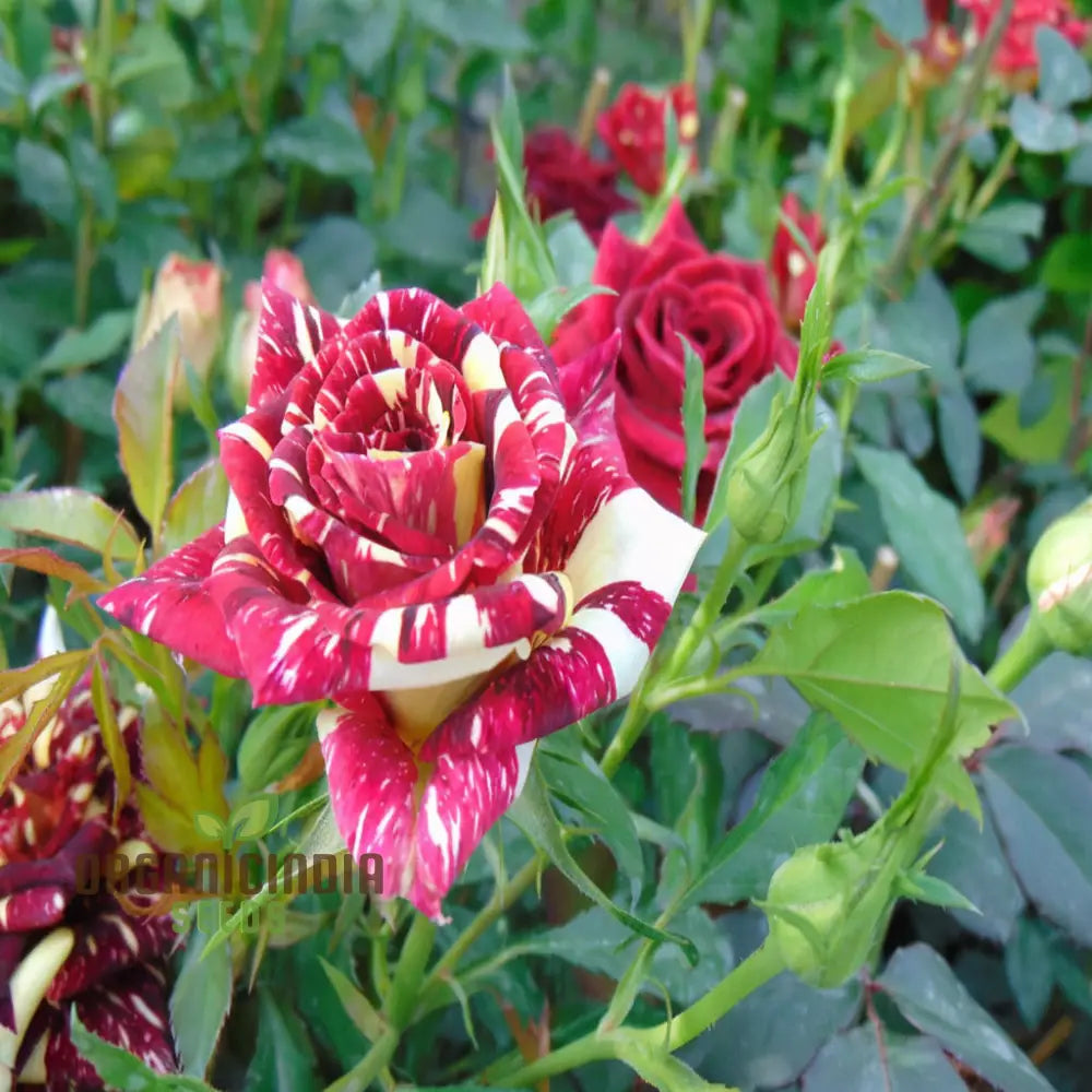 Ma Cherie Roses Flower Seeds â€“ Elevate Your Gardening Experience With Exquisite Blooms And