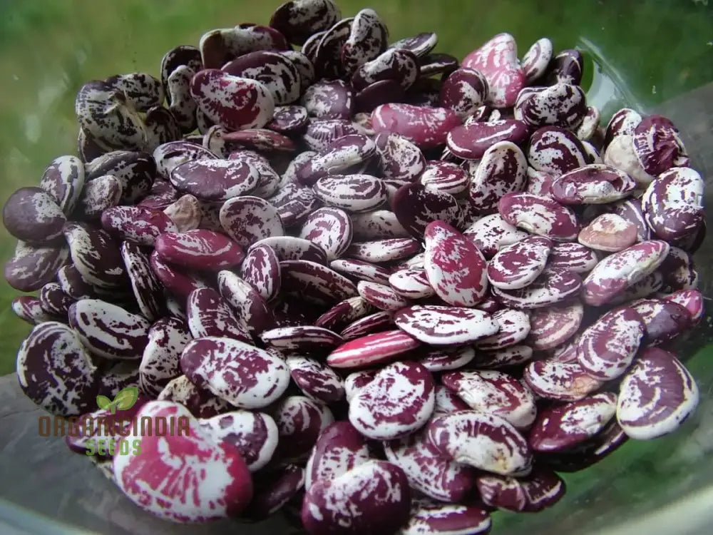 Madagascar Bean Seeds For Planting - High-Quality Organic