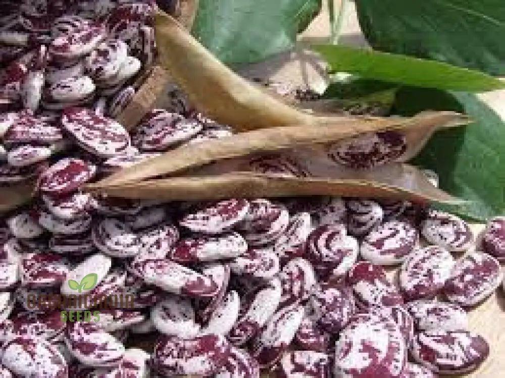 Madagascar Bean Seeds For Planting - High-Quality Organic