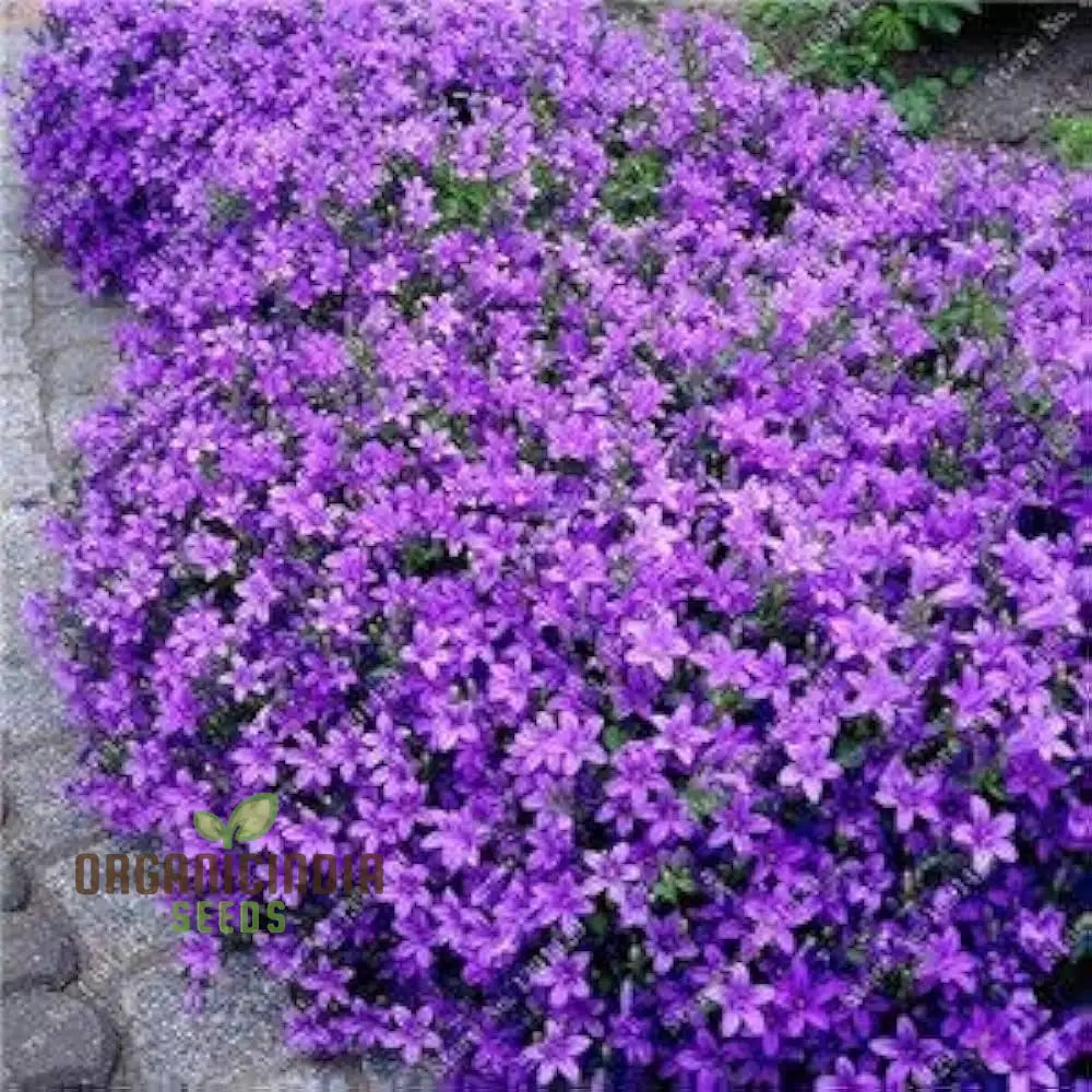 Magic Creeping Thyme Seeds - Dwarf Ground Cover Plants Easy To Plant And Grow Non-Gmo (100Pcs)