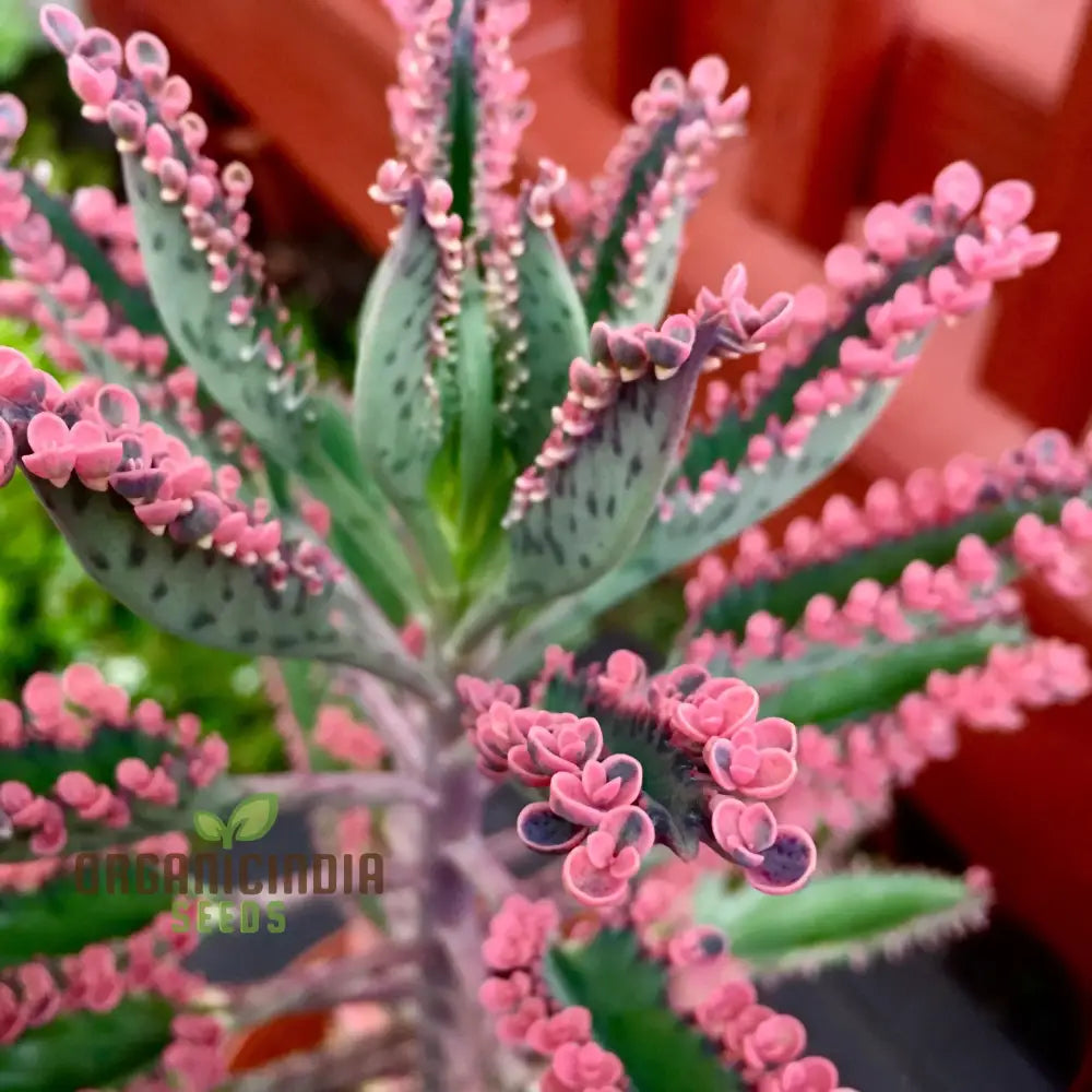 Magic Mixed Durability Kalanchoe Seeds For Planting - 100 Pcs Flower Seeds