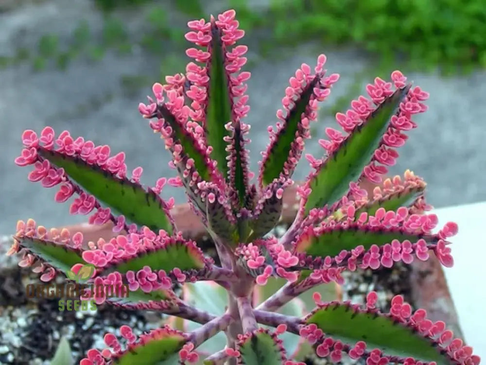 Magic Mixed Durability Kalanchoe Seeds For Planting - 100 Pcs Flower Seeds