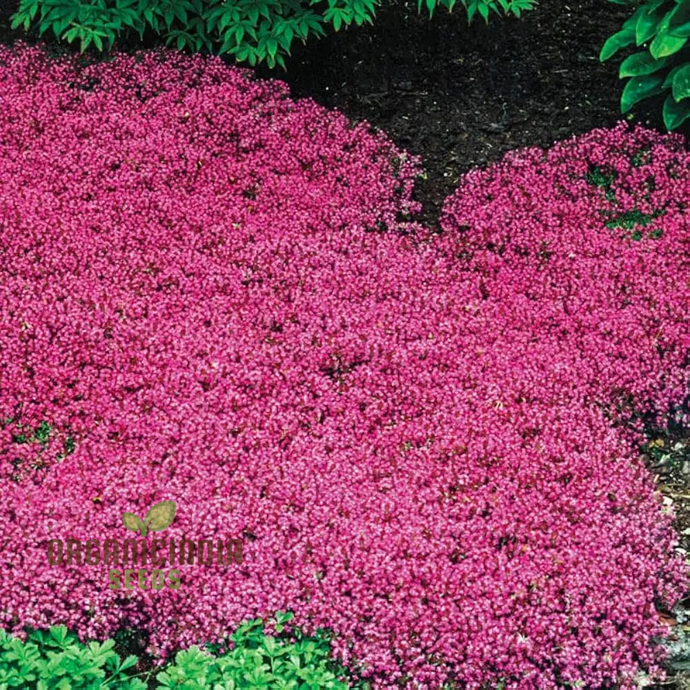 Magic Red Creeping Thyme Seeds For Planting Premium Quality Perfect Garden Plant