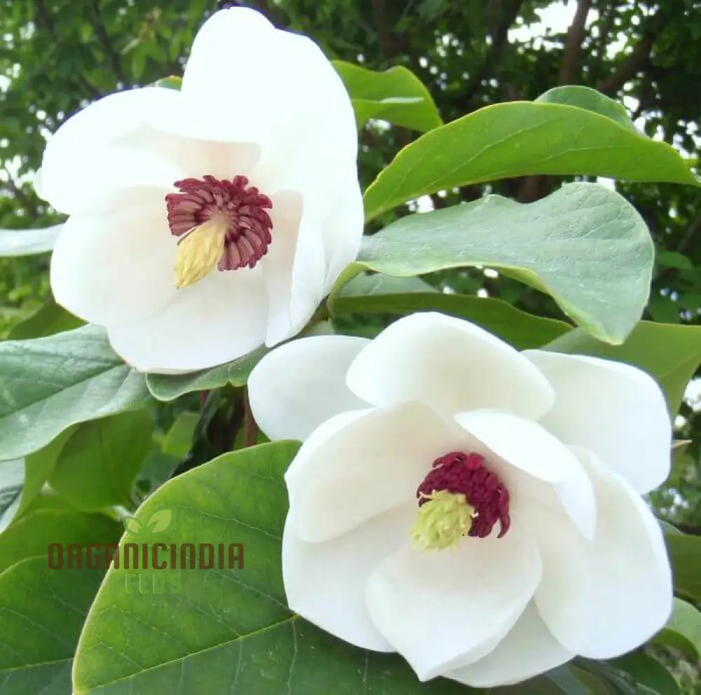 Magnolia Sieboldii Flower Seeds For Planting Premium Gardening Seeds