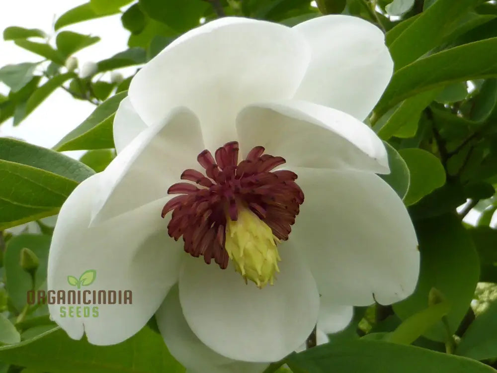 Magnolia Sieboldii Flower Seeds For Planting Premium Gardening Seeds