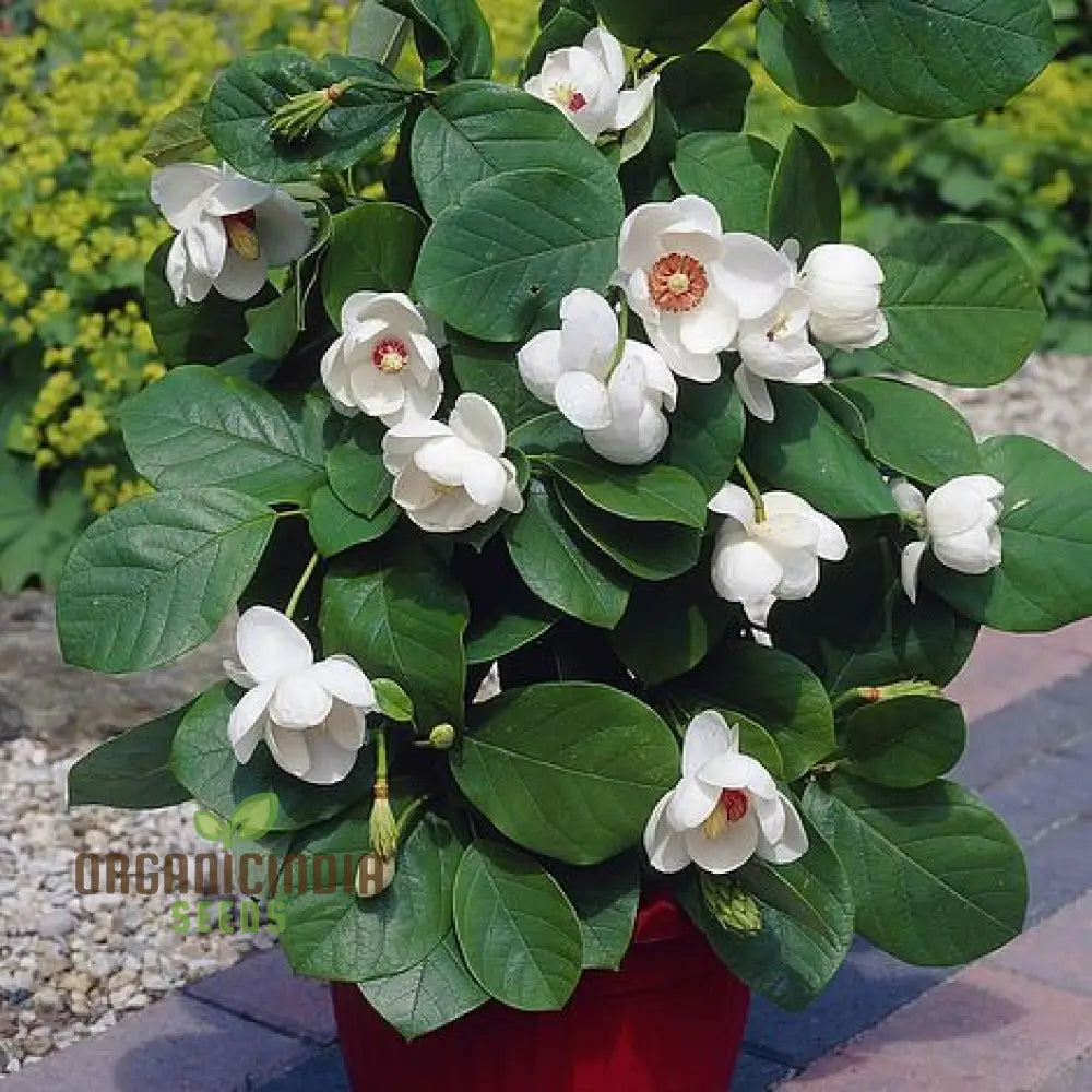 Magnolia Sieboldii Flower Seeds For Planting Premium Gardening Seeds