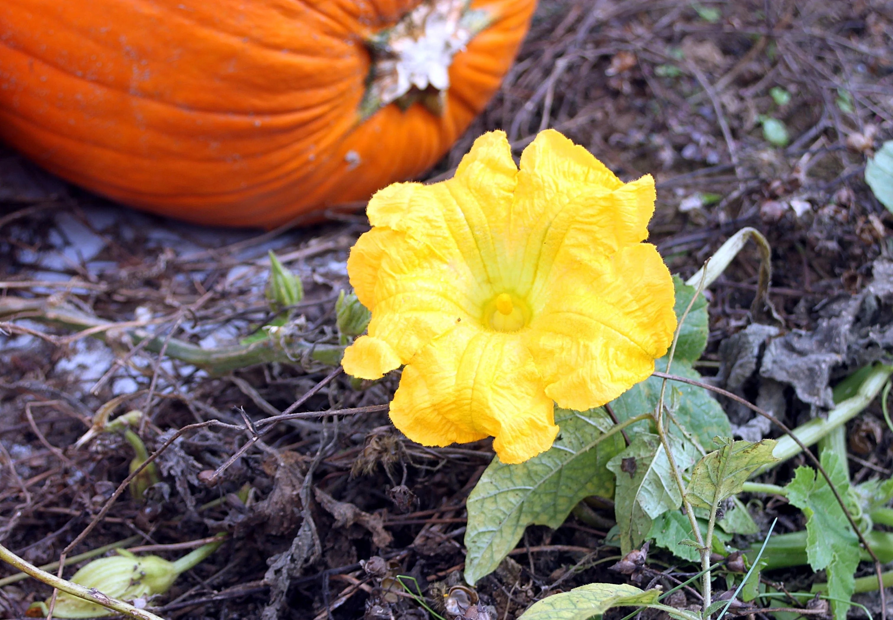 Kürbisblütensamen - Züchten Sie schöne und essbare Kürbisblüten in Ihrem Garten