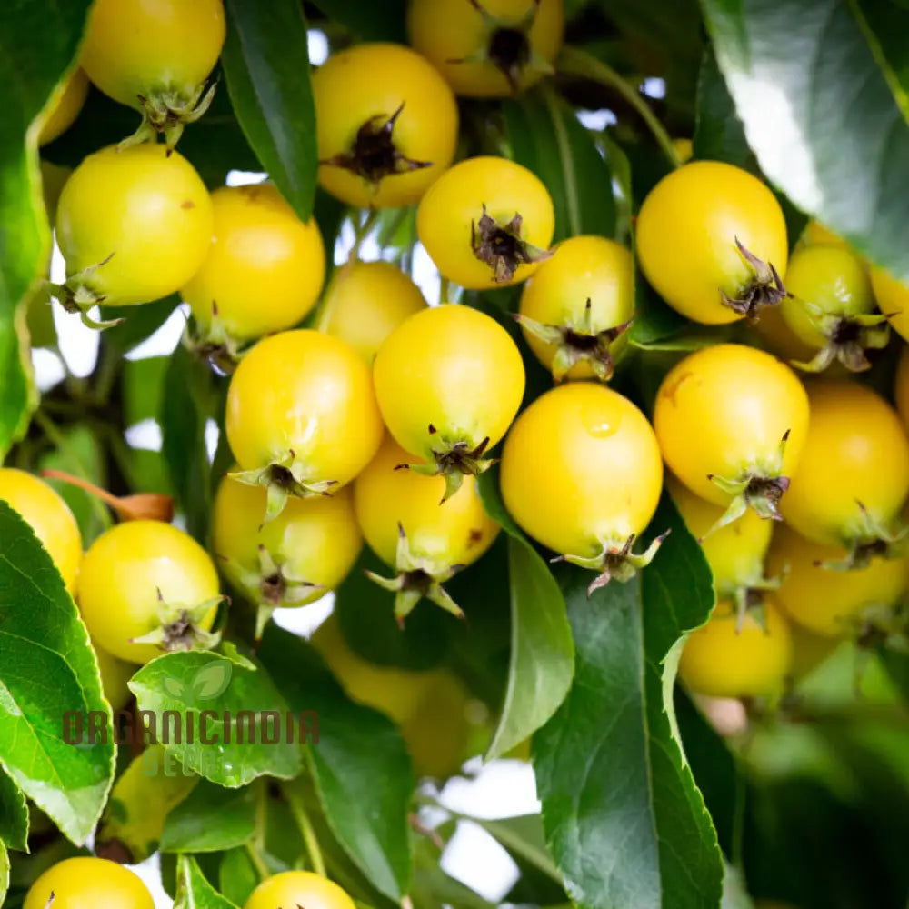 Malus Baccata Fruit Seeds For Planting Premium Garden Gardening