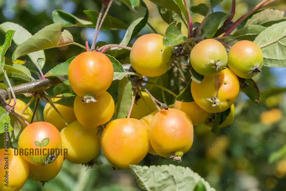 Malus Baccata Fruit Seeds For Planting Premium Garden Gardening