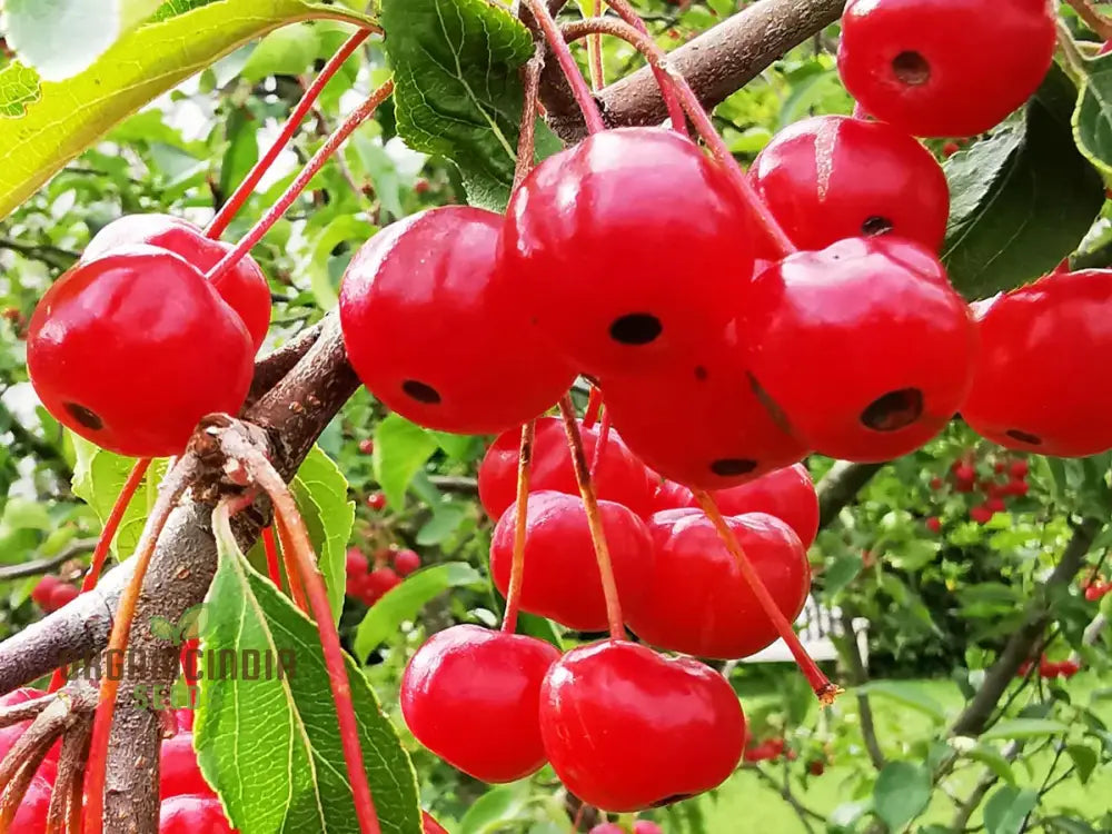 Malus Baccata Fruit Seeds For Planting Premium Garden Gardening