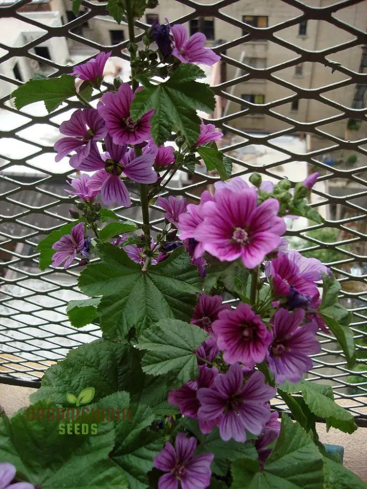 Malva Mystic Merlin Seeds: Enhance Your Garden With Premium Quality Seeds For Successful Gardening